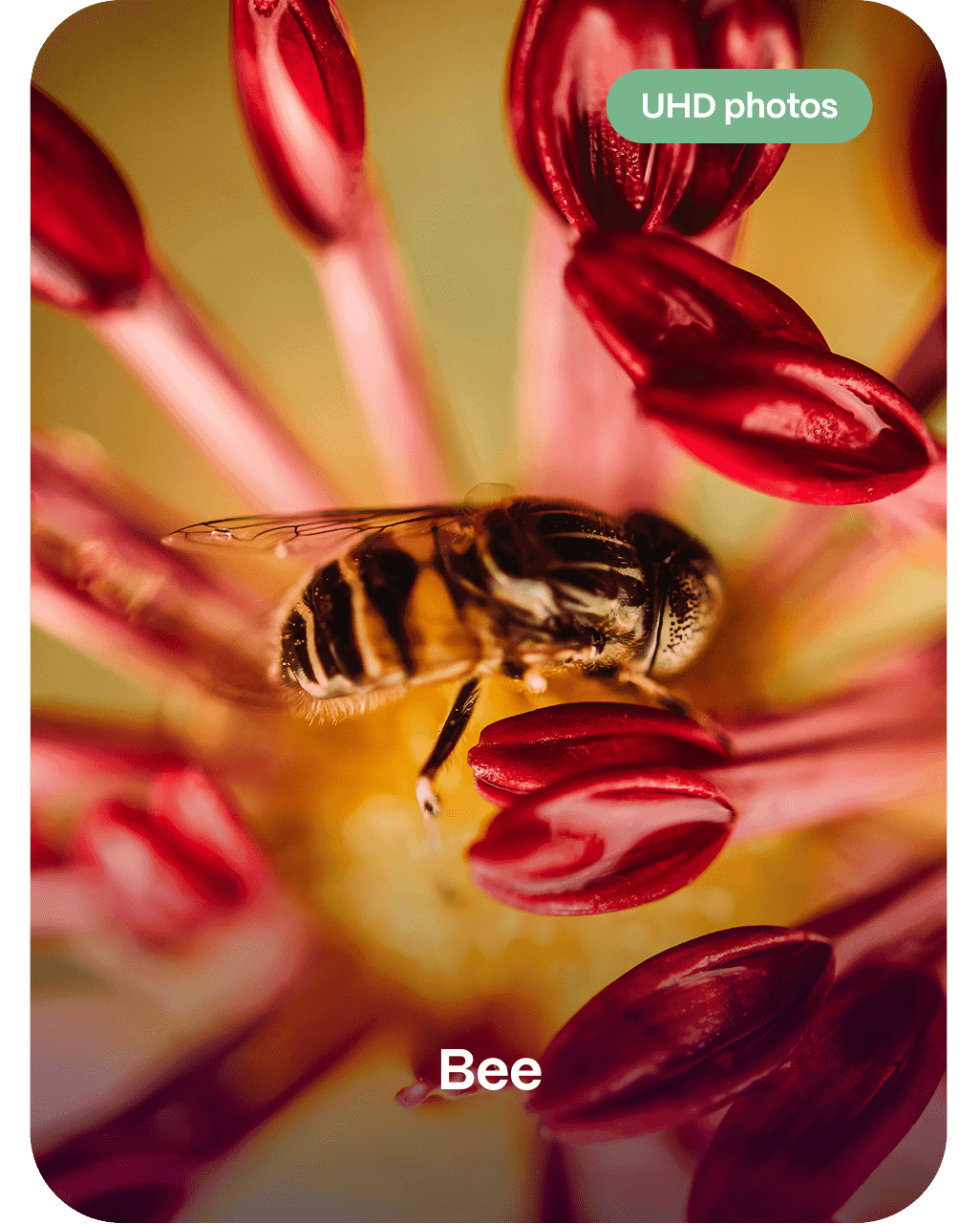 Bee