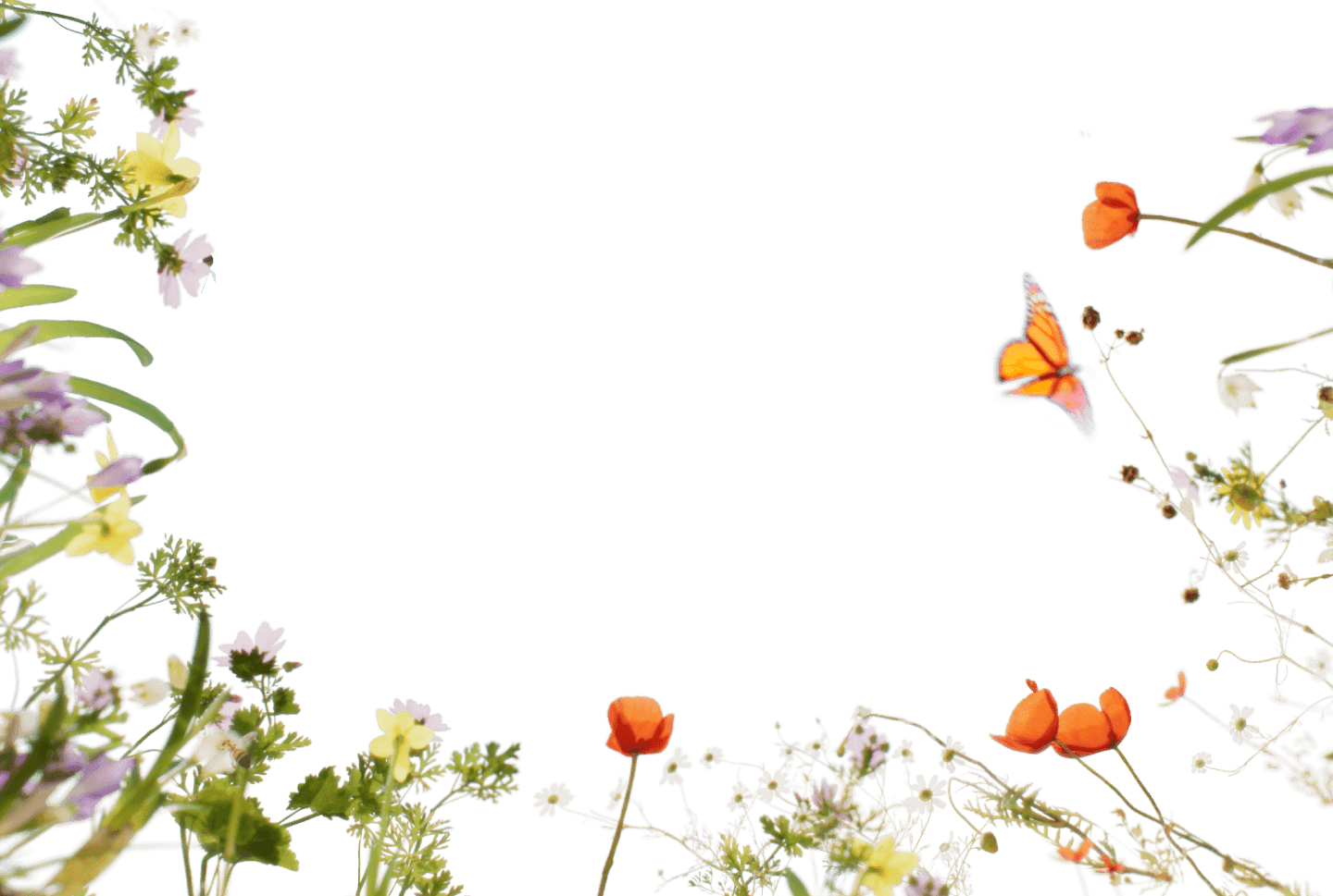 Flowers background