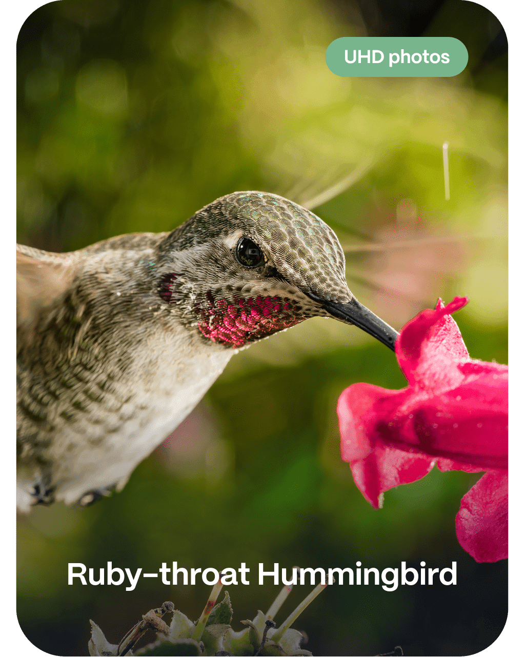 Ruby-throat Hummingbird