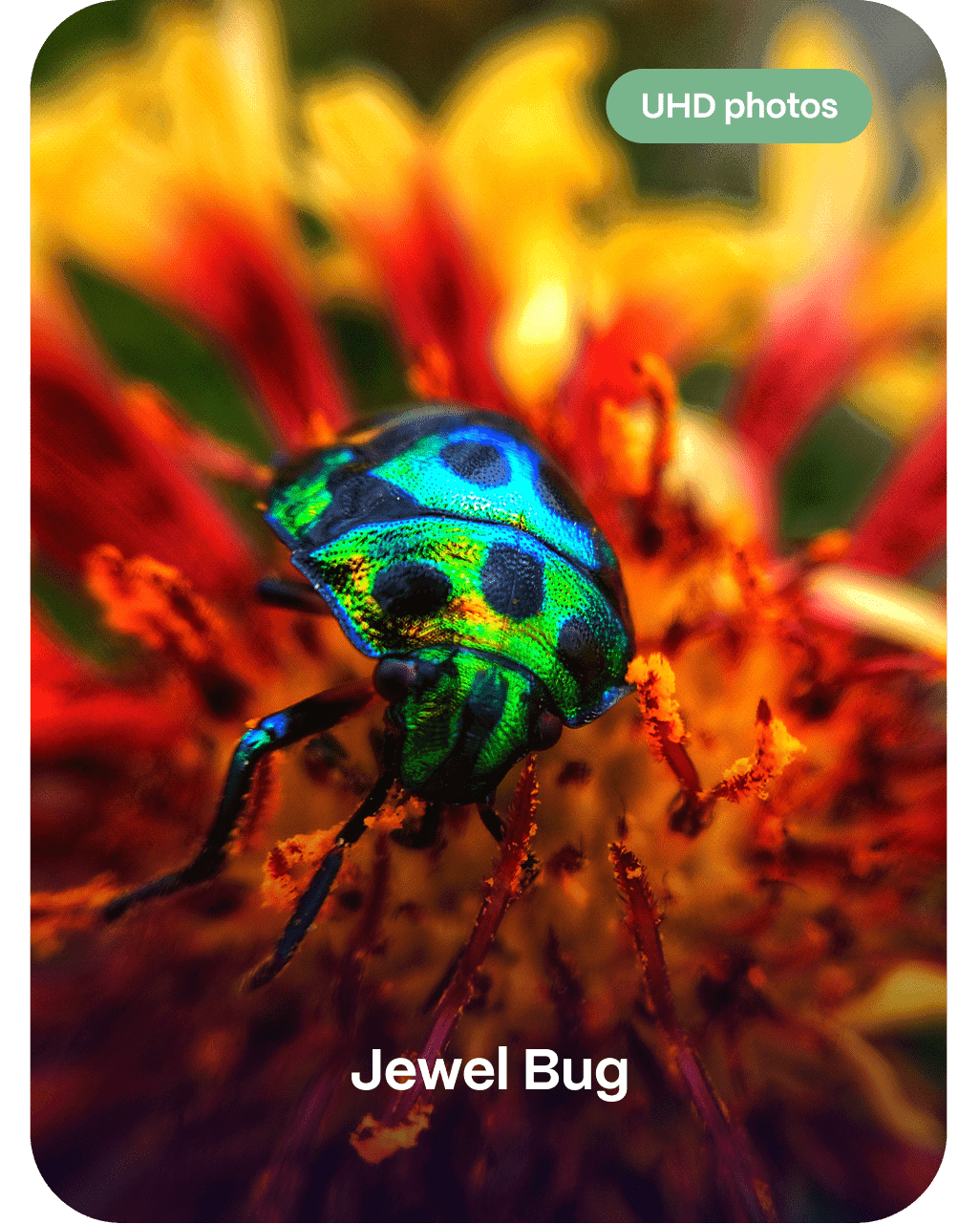 Jewel Bug