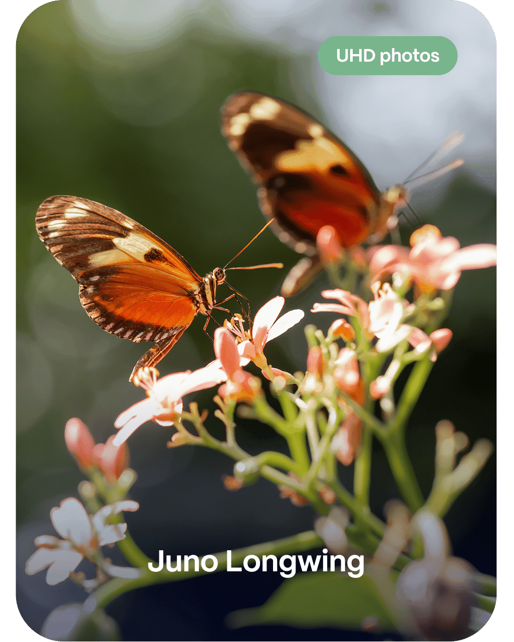 Juno Longwing