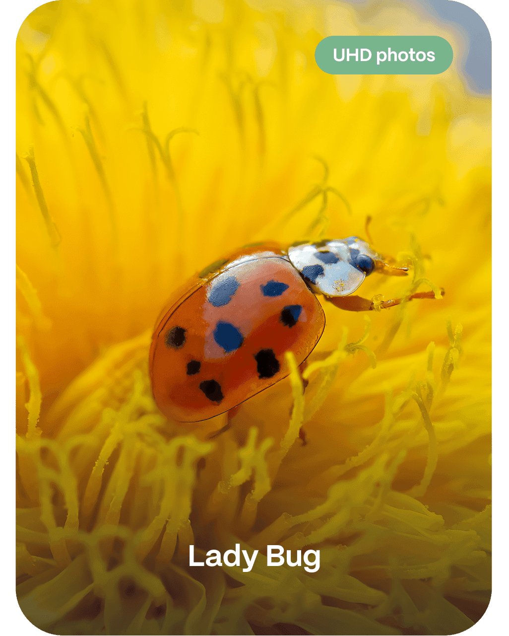 Ladybug