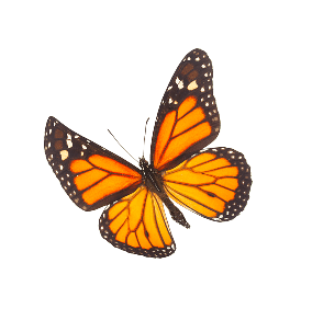 butterfly